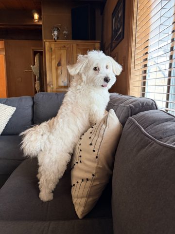Cachito claiming the couch first thing