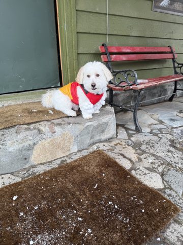 Cachito in his ski jacket... ready to tackle the day :)