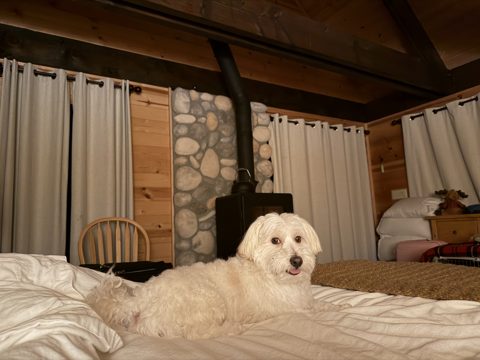 Cachito on the bed, calling it a night